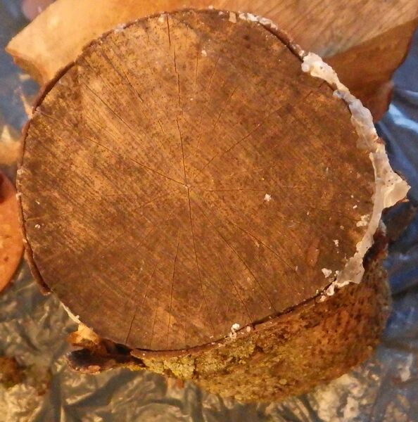 File:Outdoor dried ash log.JPG