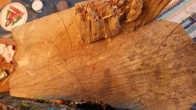 File:Outdoor dried beech log.JPG