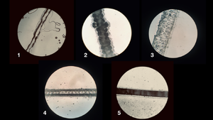 Microfluidics-progress.png